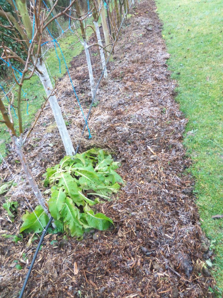 Paillis Bio 21,5x10m - Marron - Anti-mauvaises Herbes - Pour Potager, Allées, Massifs